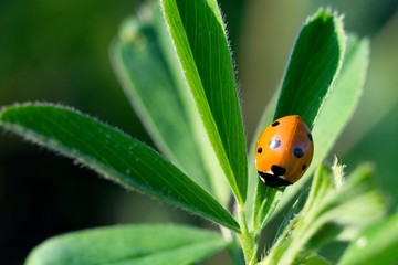 Ladybug (Coccinella septempunctata), also known as ladybug, ladybug or sunshine, is the most common ladybug in Europe.