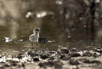 The Kentish plover cheek at Buhair lake, Bahrain 