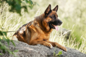 German shepherd in summer park