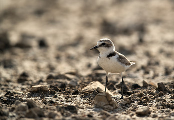 The Kentish plover guarding its cheek, Bahrain