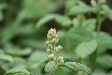 Blackberry Flower Buds in Springtime