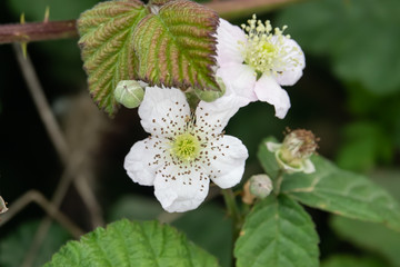 Blackberry Flowers in Bloom in Springtime