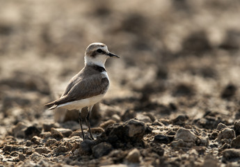 The Kentish plover guarding its cheek, Bahrain