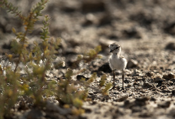 The Kentish plover chick, Bahrain 
