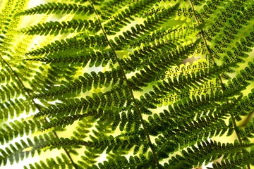 Green pattern Ferns (Polypodiophyta) Fern used against parasites and perhaps also on the warts.