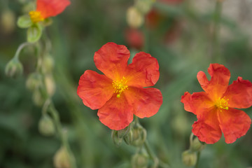 Obraz premium Dwarf Rock Rose Flowers in Bloom in Springtime