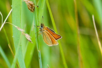 European Skipper on Leaf in Springtime