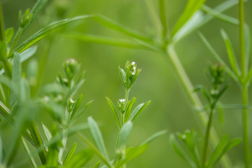 Bedstraw Flowers in Bloom in Springtime