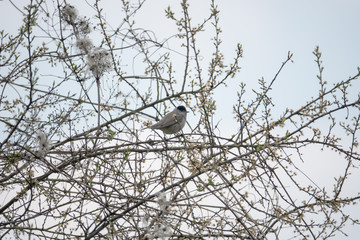 Eurasian Blackcap Perched on Branch in Springtime