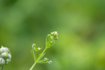 Bedstraw Flowers in Bloom in Springtime