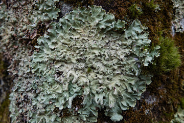 Greenshield Lichen Growing in Winter