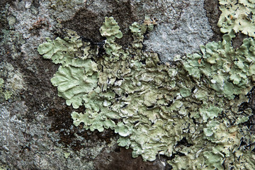 Greenshield Lichen Growing in Winter