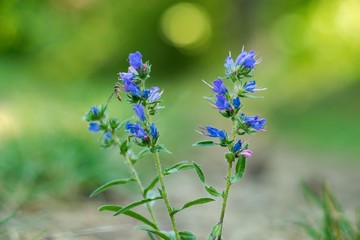The campanula (Campanula patula) is a species of blue plant of the Campanulaceae family.