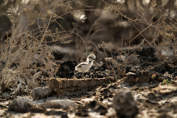 The Kentish plover chick, Bahrain 