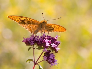 Silver-washed Fritillary (Argynnis paphia) is a butterfly in the family of Eurasia.