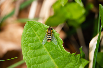 Hoverfly on Leaf in Springtime