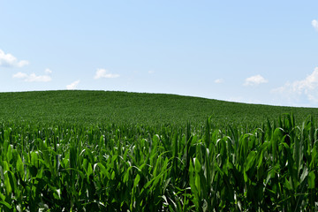 Fototapeta na wymiar Corn Crop Under A Blue Sky