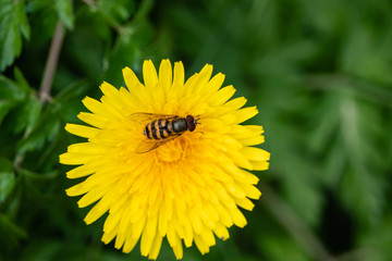 Hoverfly on Dandelion Flower in Springtime