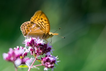 Silver-washed Fritillary (Argynnis paphia) is a butterfly in the family of Eurasia.