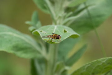 Hoverfly on Leaf in Springtime