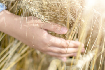 Fototapeta na wymiar The hand touches the ears in the cereal field - the concept of country, nature and healthy eating.