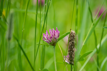 Red Clover Flowers in Bloom in Springtime