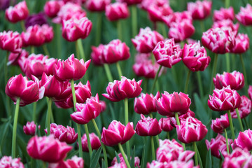 Fototapeta premium Pink tulips in the garden close up