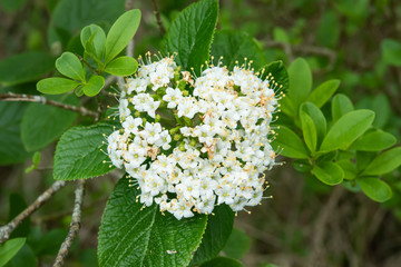Viburnum Flowers in Bloom in Springtime