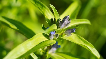 Obraz premium Willow Gentian (Gentiana asclepiadea) is a medium-tall, blue-flowering mountain herb