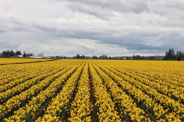 Fototapeta na wymiar field of yellow tulips