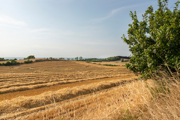 Obraz premium summer