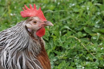 Close-up of a rooster