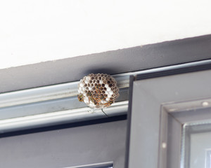 das wespennest im heißen wintergarten