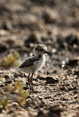 The Kentish plover chick, Bahrain 