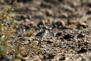 The Kentish plover chick, Bahrain 