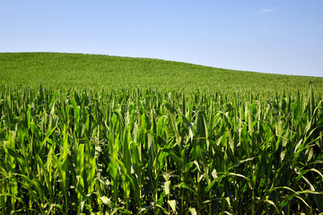 Cornfield Under A Blue Sky