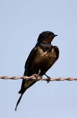 The barn swallow drenched in oil resting on fence at Hamala, Bahrain 