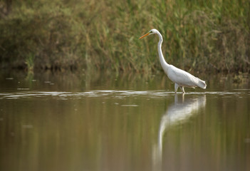 Great Egret fishing at Buhair lake, Bahrain 