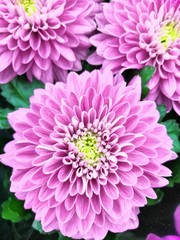 Fototapeta premium Blossom of a pink dahlia in full bloom