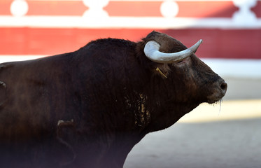 toro español en corrida de toros