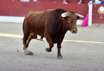 toro español en corrida de toros