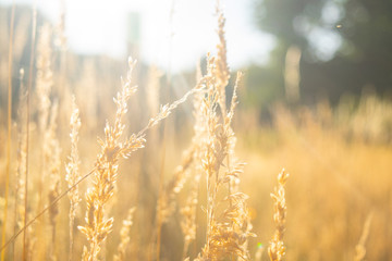 Rye is growing in a landscape