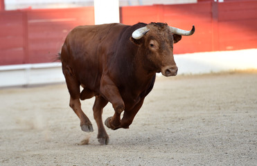 toro espa&ntilde;ol en corrida de toros