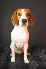 Beagle dog on couch at dark background. Vertical photo