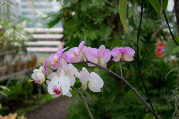 Orchid flower pink