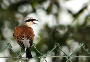 The Red-backed shrike on fence, Bahrain 