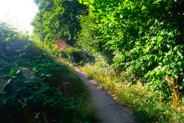 Fototapete bei efototapeten.de bestellen   