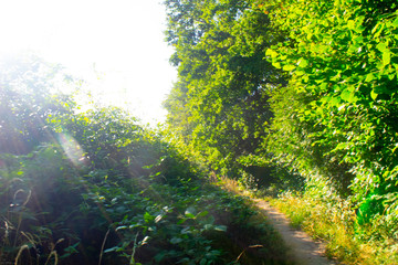 Fototapete bei efototapeten.de bestellen   