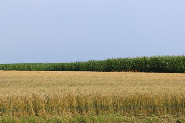 Wheat and corn fields in summer in southern Quebec