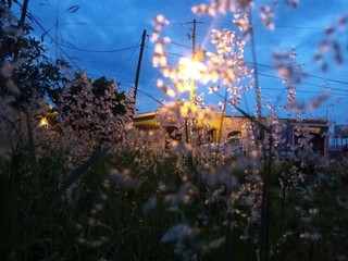 flor en la noche